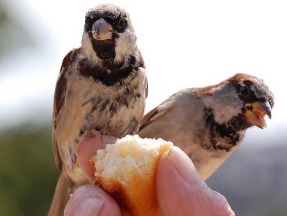 Can I Feed Birds Bread?