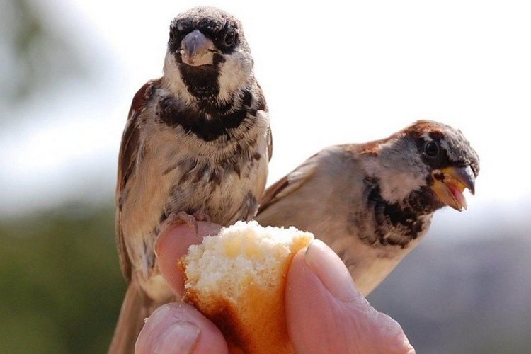 Can I Feed Birds Bread?