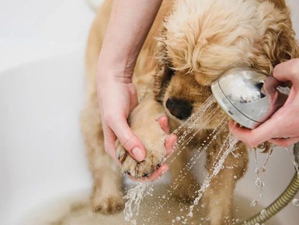 Essential Grooming Tips from Pet Owners