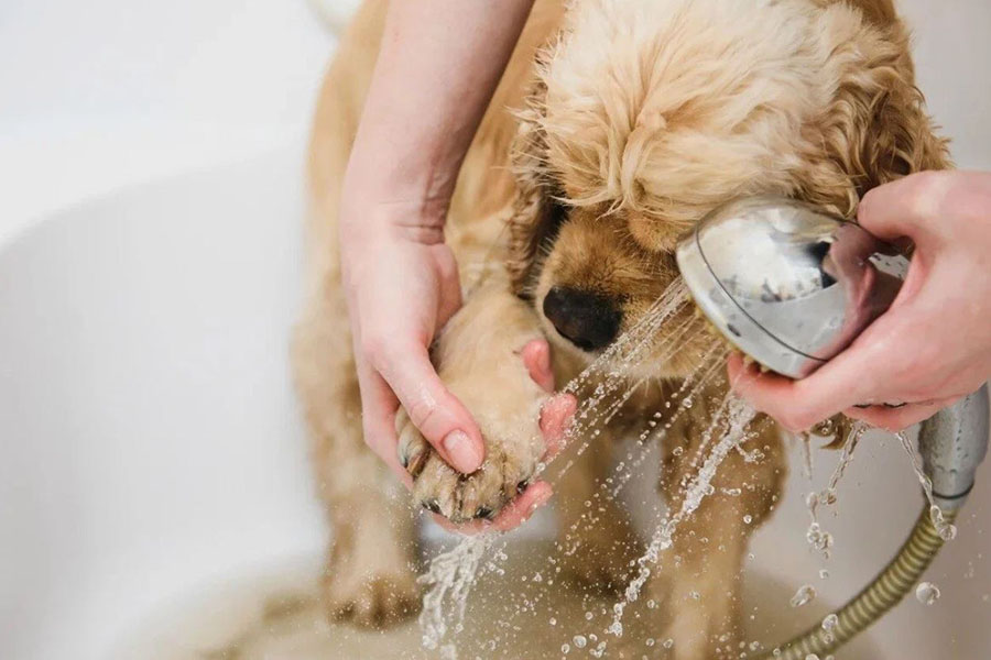 Essential Grooming Tips from Pet Owners